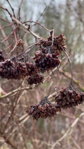 Nature provides many types of plants each special in its own #wildplants #ecology #youtubeshorts