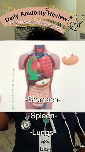 Terminology and Major Organs in Anatomy Studies