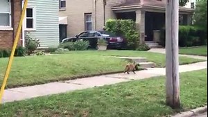 24K views · 521 reactions | That's a fox trot if we've ever seen one. The fox has been hunting around the John Ball Zoo area in the city. | The Grand Rapids Press | Facebook