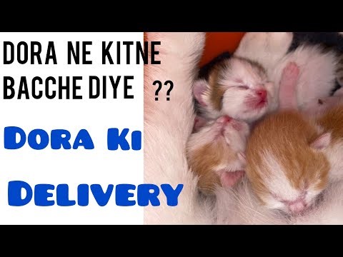 Dora delivery vlog😭cat delivery at home first time symptoms🥲cat Delivery vedio
