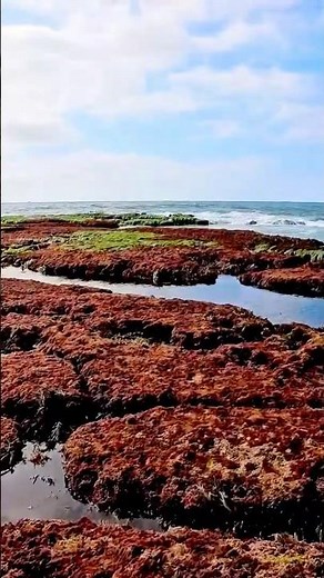 Ocean Reflections & Tide Pool Beauty | Peaceful Nature Moments