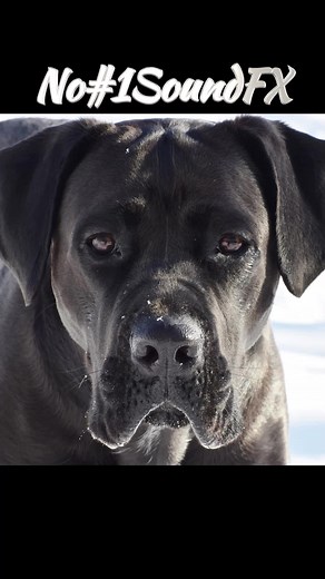 Large Dog Barking#soundclips#nocopyright#freetousesounds #soundeffects #soundfx #sfx #videoediting #royaltyfreesounds #freesoundclips