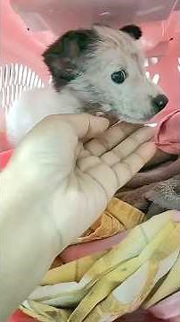 A Fragile Puppy Battles through Critical Condition and Slowly Finds Hope Again