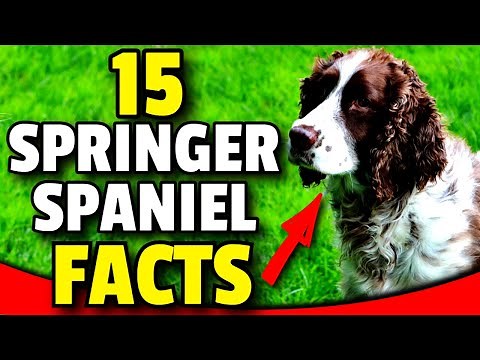15 Facts A English Springer Spaniel Dog Owner Would Understand