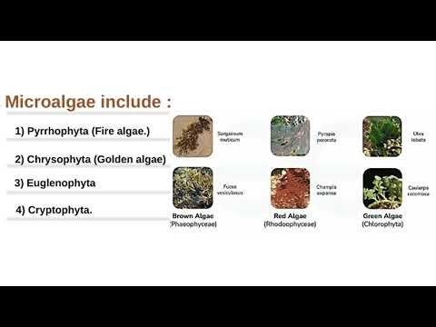 Marine Botany | lec1 |F.fisher