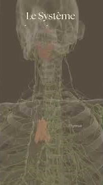 Le systeme lymphatique