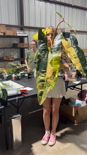 12 reactions | This gorgeous Variegated Billietiae was shipped off to her new home this week! 華 To have plants shipped to your doorstep, tune into our upcoming live stream on the @palmstreetapp   Monday, November 24th ⏰ 7 PM, EDT 螺 $10 Monday ⛓️‍ https://palmstreet.app/l/Z2dedLDR | Rooted Summerville | Facebook