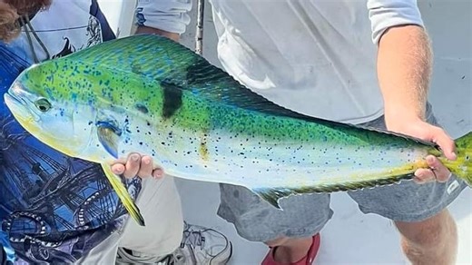 Florida fishing: Mahi mahi, tuna, mackerel are on the catch list when the winds let up