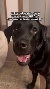 I NEED that steak! Wrong answers ONLY 😅 #labrador #dogs #funnydog #dogsofinstagram #blacklab | Lisa The Black Lab