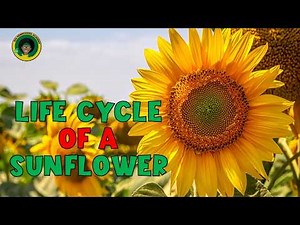 Sunflower Life Cycle | All about Sunflowers