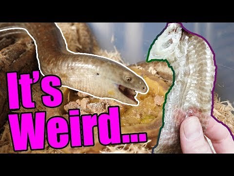 How Legless Lizards Shed and Eat