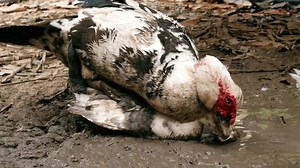 Ducks Mating Duck Farm Father Mother Stock Footage Video (100% Royalty-free) 3488830615 | Shutterstock