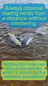 Manatee Mating herds are common during the warmer months - learn more in this video! Always give manatees space and do not approach mating herds. If you are concerned about the manatees or spot a beached manatee, please report it immediately to FWC at 1-888-404-3922. #manatee #savethemanatee #manateematingherd #manateemating #matingherd | Save the Manatee Club