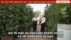 1.3K reactions · 24 comments | Cây Cam Canh rộ trái mừng năm mới -...