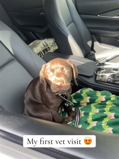 My First Vet Visit: Success and Fun!