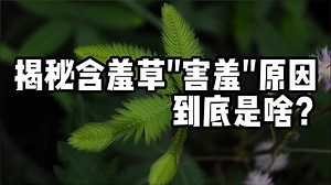 揭秘含羞草“害羞”的原因，你知道是啥吗？
