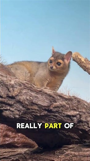 Ringtail | One of the Cutest Animals in North America
