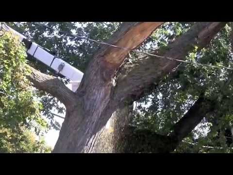 Arborists take 90 minutes to cut down huge Maple tree