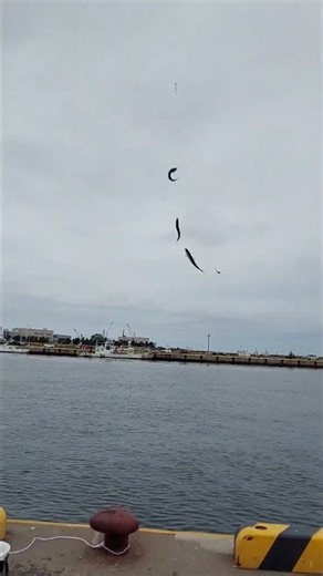 いわし爆釣‼️八戸館鼻岸壁でサビキ釣り