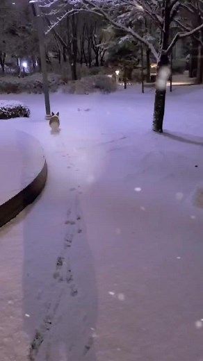 Fluffy Dog Exploring a Snowy Urban Park at Night