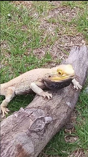 What Is Head-Bobbing?!