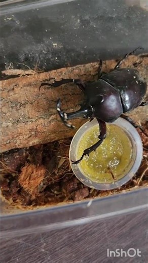 【秋の🍁カブトムシ】カブトムシは夏の生き物☀️💕残念ながら、カブトムシの成虫は冬を迎える事が出来ない💦と言われています