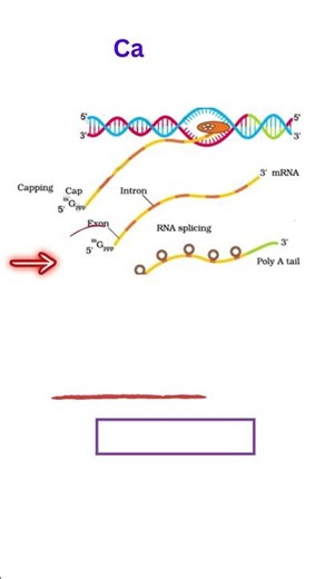 #Post Transcription Modification #capping #tailing #splicing #quickrevision #class12 #2025boards