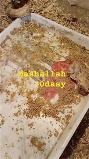 chhote chuhe chicken khate hue Desi murgi step #babychicks #poultry#mastar#urdu#786