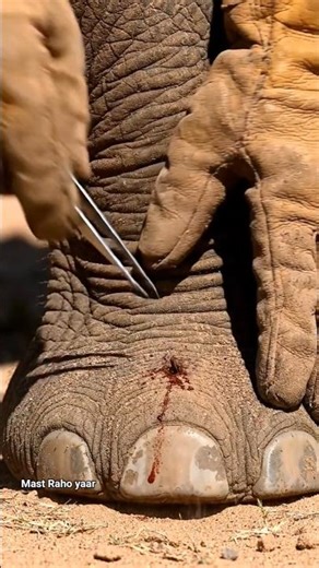 Sharp Object Pulled from Elephant Foot | Close-Up 🐘”