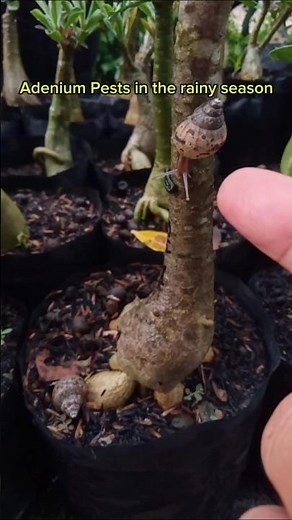 Adenium Pests in the rainy season