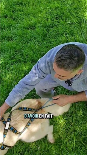 Evite une erreur de taille de harnais canicross #canicross #conseilchien #sportcanin #chiensportif