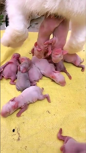 Cute Baby Bunny Transformation in 18 Days | Rabbit Birth To adult #rabbit #animals #shorts