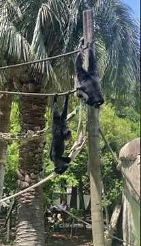 Enjoy two minutes of our siamangs, Pete and Syndi, vocalizing! 🔊🐒