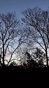 Good morning from West London #Buzzards 🤔 | E L James Author
