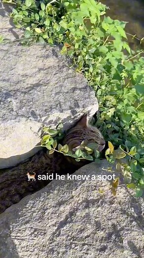 cat memes on Instagram: "Join the best cat discord in my bio "