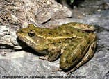 Plains Leopard Frog | Western Soundscape