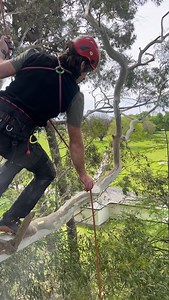 ITCC done, gum canopy’s calling 🌿 #TreeClimbing #ArboristLife #AfterITCC #GumTree #TreeCrew #StayWild #EucaDays | Remy Penin