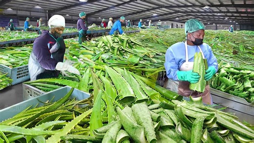 How South African Farmers Harvest & Process Millions of Aloe Vera Leaves