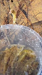 Catching goby is as easy as pie