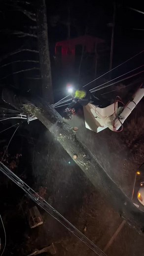 Tree Branch Removal in Maine: Safety and Technique