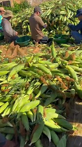 8.6K views · 106 reactions | Hàng khủng Nova VIP #farming | Nữ Hoàng Đỏ - Hạt giống cao cấp Nova | Facebook