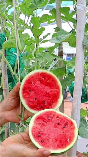 How to grow watermelon from seed to harvest #watermelon #gardening #v87garden