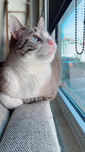 Cat Reacts: Bird Sounds for Cats