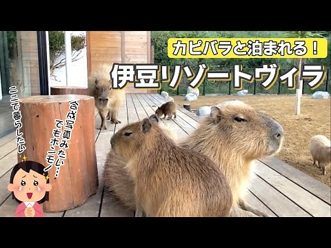 Hotel where you can stay with capybaras in Japan [Izu Resort Villa]#capybara