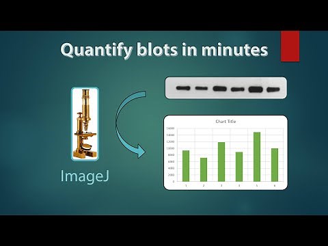 Western Blot quantification on ImageJ