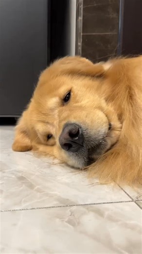 180 reactions | Puppy Playing the Villain Role Too Well #animal #cat #pet #nature #zoo #dog #fyp #animalland | Animal Lane 423 動物巷423 | Facebook