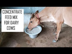 How to increase milk production in Dairy Cows / Concentrate Feeding mix for cow / Dairy farming