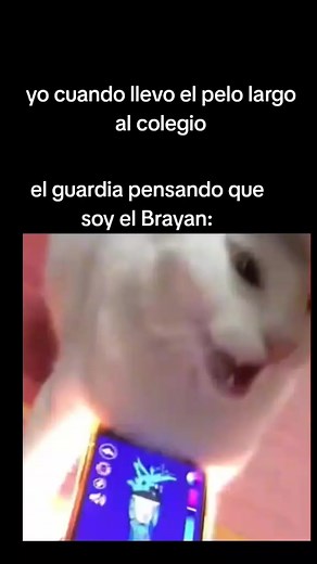 #humor #parati #gato #xd