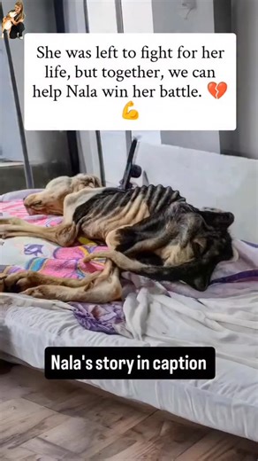 16 reactions · 5 comments | This is Nala.  Found starving and on the...