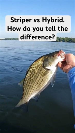Striper or hybrid, how do you tell the difference?
